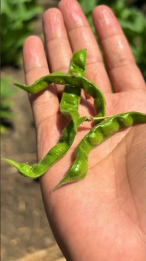 Ditempatmu hiris atau gude?