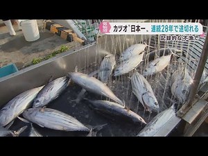 生鮮カツオ水揚げ日本一 ２８年連続で記録が途切れることが確実に 宮城・気仙沼市