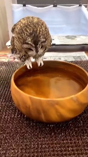OWl 🦉 #america #birds #US #pet #cute #owl #owls #bird #owlgang #lovers. Owls Lover · Original audio #viral #pet #viral #cute #happy #america #owl #nature #bird #birds #fypage #art #food #us #lovers | OWL Reels