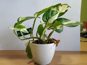 Money Plant In Bedroom - Important Vastu Tips About Its Placement