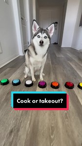 Anyone need Sapphie to make these kind of decisions for you? 😂😂😂 #smartdog #funnydog #dogs #dog #doglover #pets #lazy