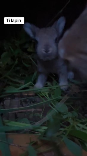 Exploring Cuniculture: The Art of Rabbit Farming