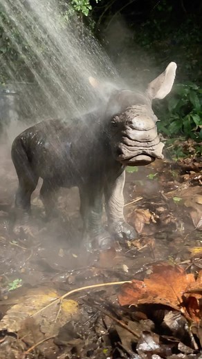 32K views · 16K reactions | Baby rhino hose down- no need to worry, this cleans the sculpture after the Raku firing. #rhino #babyrhino #animalsculpture #sculpture #safari #realisticart #wildlifelovers #animallovers #nickmackman #animalportrait | Nick Mackman Animal Sculpture | Facebook