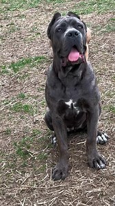 4.1K views · 215 reactions | Ivy & Sarge #canecorso #family #friends #security #dog #animal #screammovie #capcut #fyp #foryou | Big Boy Corso. | Facebook