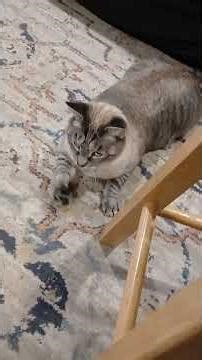 The string theory of cats. ✨️🧶