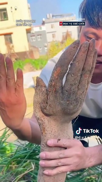 Độc lạ: Lão nông đào trúng củ khoai khổng lồ hình bàn tay người, khách trả hơn 30 triệu đồng vẫn lắc đầu không bán #docvithegioi #tiktoknews #news #tintuc