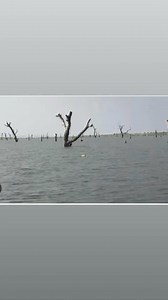 The removal of tree stumps at Volta Lake cost GH₵87.6 million, prompting questions about value for money from the Auditor General. #okayfm | Okay 101.7 FM