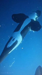 A helpless sunfish is eaten by two orcas painful to watch, but this is simply the harsh reality of nature. 🐋🐋😱😱😱 . . #killerwhales #orcawhales #orcaattack #orcas #sunfish #oceanlife #marinelife #wildlife #NatureDocumentary #FishLifeWorldTV | FishLife world TV
