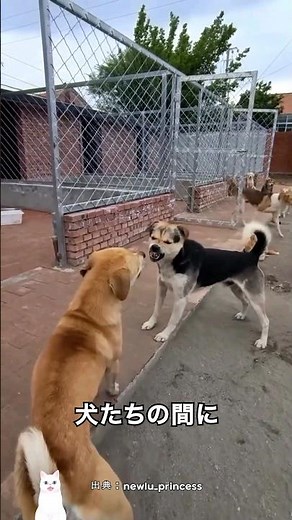 犬の序列1位のオーラ