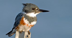 Belted Kingfisher Sounds, All About Birds, Cornell Lab of Ornithology