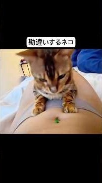 勘違いするネコ