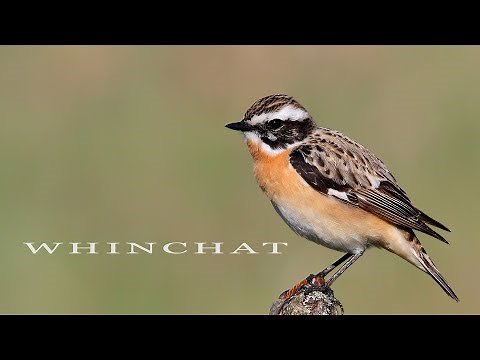 Bird sounds. Whinchat chirping in spring