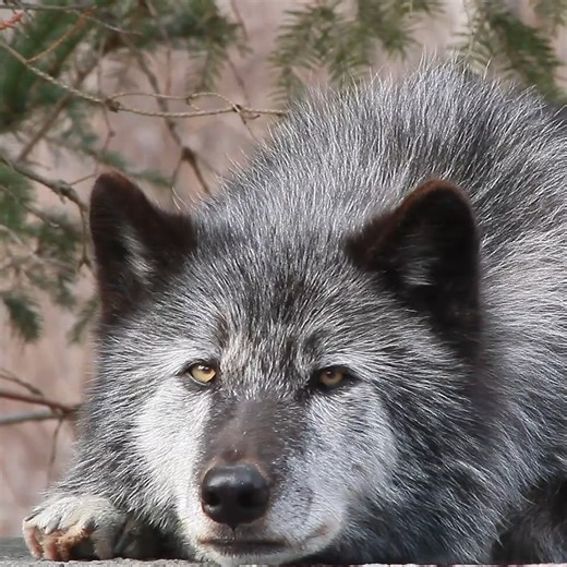 204K views · 44K reactions | Vital. Not vicious. #RelistWolves | Wolf Conservation Center | Facebook