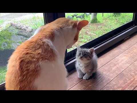 Kitten Protection Day 9: Senior Cat, Hey Guy!