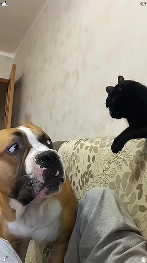 Funny Dog and Cat Moments That Will Make You Laugh