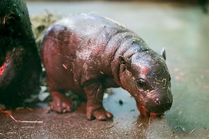Zoo celebrates birth of endangered pygmy hippo calf