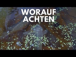 Polykultur im Aquaponik System I Kann ich verschiedene Fischarten zusammen halten