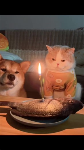 lilyeatmore on TikTok