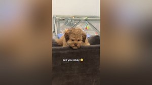 Everyone Is Obsessed With 'Most Human' Looking Dog