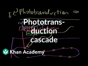 The phototransduction cascade Video Lecture | Psychology and Sociology for MCAT