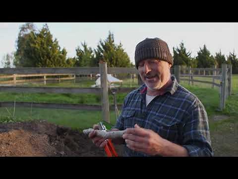 How to propagate a frangipani