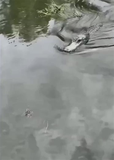 66K views · 842 reactions | Very affectionate behavior for a crocodile 珞 Colorful WORLD Of Animals & Nature | Colorful WORLD Of Animals & Nature | Facebook