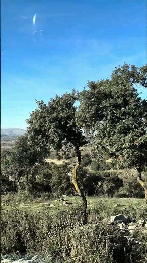 Olive trees in Andalusia
