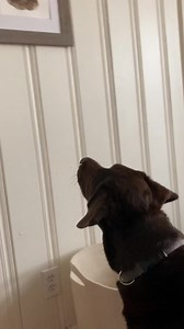 288 reactions | Ty też masz w domu obraz Vincenta van Doga?   To musi być miłość! My też kochamy zwierzaki – dlatego stworzyliśmy kartę Pupil! | BNP Paribas Bank Polska | Facebook