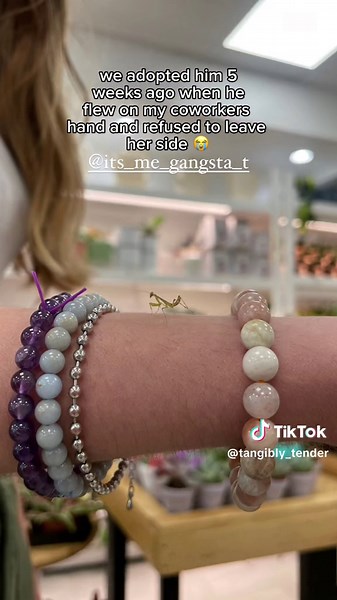 Mushi the Praying Mantis: Our Plant Shop's First Pet