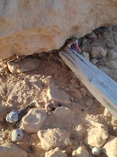 Exploring the Wildlife of Libya 🐍 #ام #جنيب #الطريشه #المقرنه #الافعى #العربية #زواحف #ثعابين #ليبيا🇱🇾