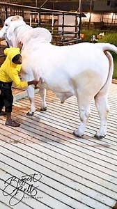 Most handsome bull in the farm is getting brushed by his handler | Biggest Bulls Photography