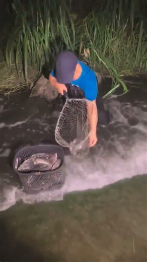 Primitive life, Simple life,Food Life, EP51,#fypage,#catchingfish, #fishing,#handfishing,