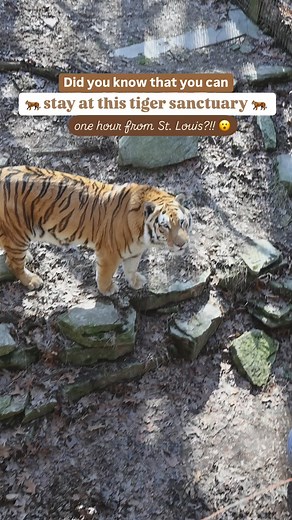 That view from the kitchen window 😮😮😮 📍Crown Ridge Tiger Sanctuary 19620 Crown Ridge Rd. Sainte Genevieve, Missouri Just a little over one hour from St. Louis! @crownridgetigersanctuary is part of the Global Federation of Animal Sanctuaries (GFAS) and a Verified 501(c)3 non profit big cat rescue and educational facility that provides permanent lifelong care for abused, neglected or unwanted big cats. Right now, there are 3 tigers at the sanctuary (Sebastian, Thor and Shakira). Sebastian was