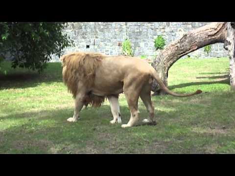 Pooping Lion at Buenos Aires Zoo. Leon cagando en el Zoologico de BS AS.