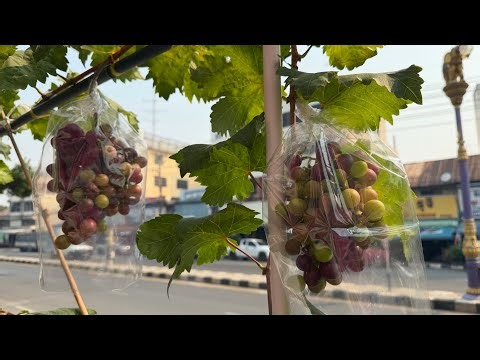Preventing birds from eating grapes.