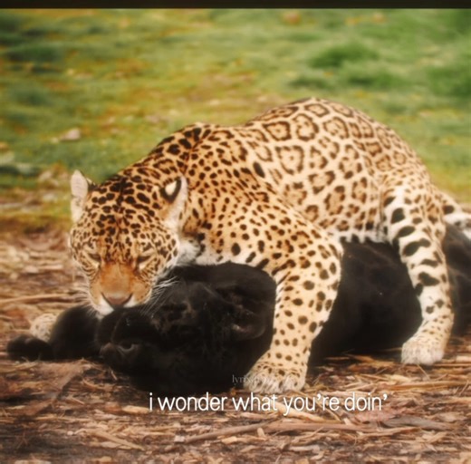 blurry - puddle of mudd | #foryou #foryoupage #fyp #viral #repost #music #dadrock #edit #lyrics #songlyrics #relateable #viralvideo #fypシ #animals