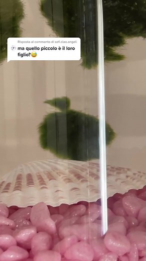 Marimo Moss Ball - Japanese Algae Plant