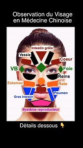 Il existe de nombreuses interprétations de la cartographie faciale en MTC ! 🌷 Je partage celle que j’ai trouvée très utile au fil des années dans ma pratique. Comme l’oreille, la langue, le ventre et les membres, le visage est un microsystème qui reflète ce qui se passe à l’intérieur du corps. ☯️ Les zones du Cœur : des rides ou des rougeurs dans ces zones peuvent indiquer une haute pression sanguine. ☯️ La zone du Foie est située au niveau de Yin Tang pour une bonne raison ! Le stress, l’irrit