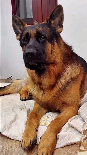 German shepherd dog howling @globalpetsclinic