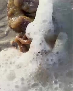 Educational Programs on Marco Island This little guy is on the move . The Atlantic pygmy octopus is a reddish orange in color which is caused by pigmented cells called chromatophores that are common in many animals .They are capable of becoming a dark , light shade ranging from brown to orange . As hatchlings, their chromatophores can also appear yellow. The pygmy octopus is found in the warm temperate to tropical waters of the Atlantic . They thrive in water temperatures 64 to 77 degrees . We s