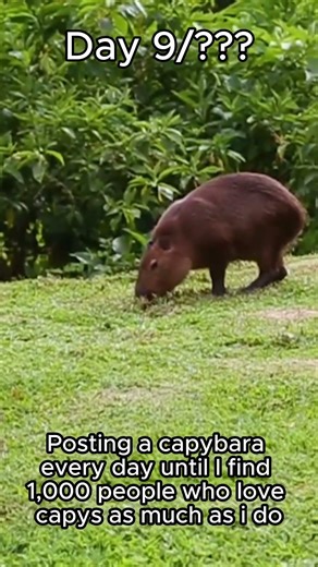 Do You Love Capybaras As Much As I Do? Day 9/??? Finding My People
