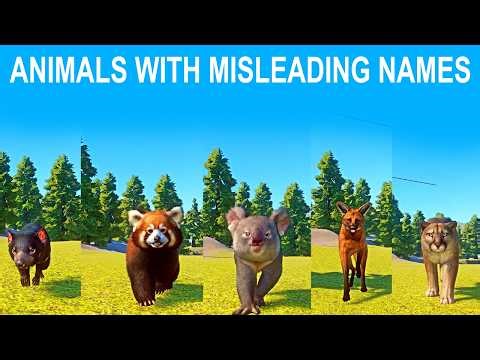 Animals with Misleading Names Speed Race in Planet Zoo included Maned Wolf, Koala bear, Red Panda