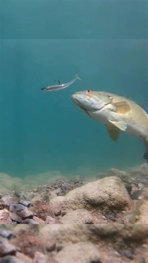 Underwater Bass Fishing: Exciting Bass Attacks on Lures