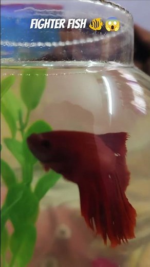 😱 Fighter Fish Battle in Aquarium 🐟 | Unbelievable Moments #viralshorts #bettafish