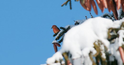 Animaux de nos régions. Bec-croisé des sapins : le gentleman cambrioleur !