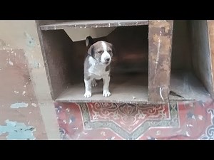 Cute puppy sounds that will steal your heart! 💕🐕