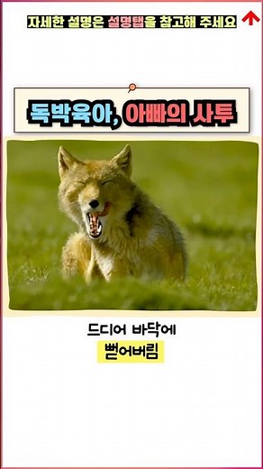 독박육아, 아빠 여우의 사투 #티베트여우 #다큐 #야생의법칙 #힐링