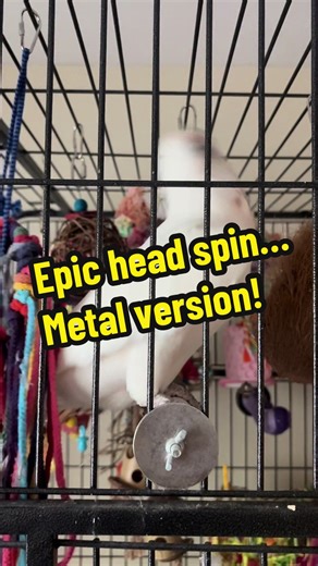 Wow!! I appreciate the love from our last post! Tell us what you would like Ed to dance to next in the comments 🕺🦜I will be reading comments and posting a poll in our bulletin for his next dance video. You all rock!! 🤘❤️❤️❤️ #headbang #dancingbird #angrybird #slayer #metalhead