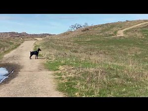 Doberman vs coyote￼
