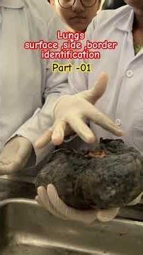 How to identify side,surface and border of lungs 🫁 #anatomy#lungs#mbbs#medicos
